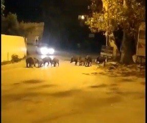 Bursa’da aç kalan domuz sürüsü ilçe merkezine indi