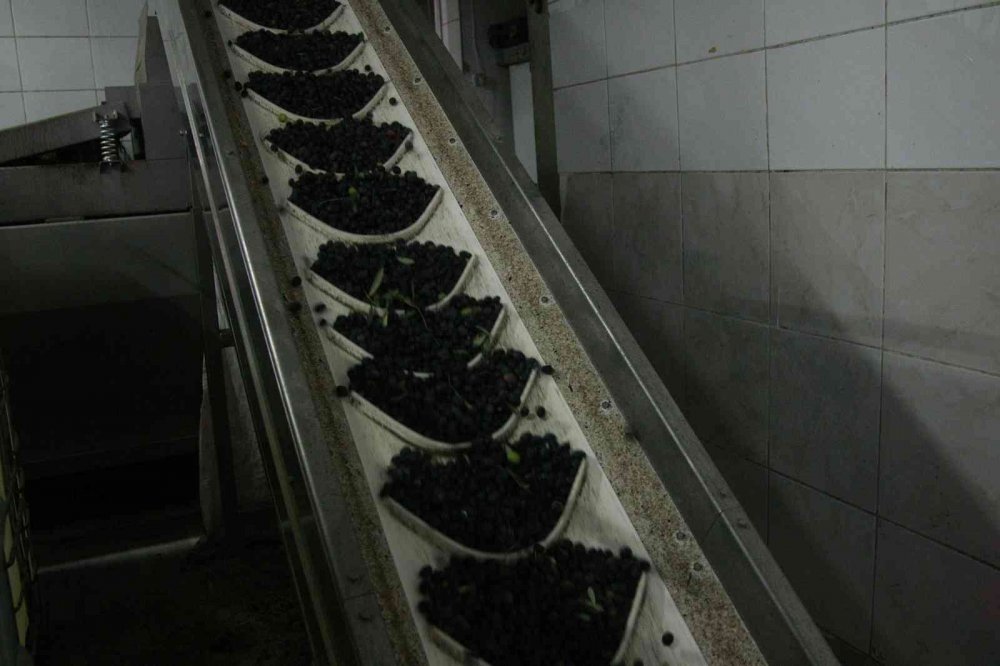 Bursa’da zeytinyağı için yağhanelerde mesai başladı