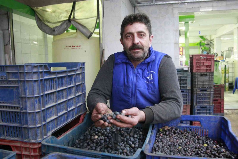 Bursa’da zeytinyağı için yağhanelerde mesai başladı