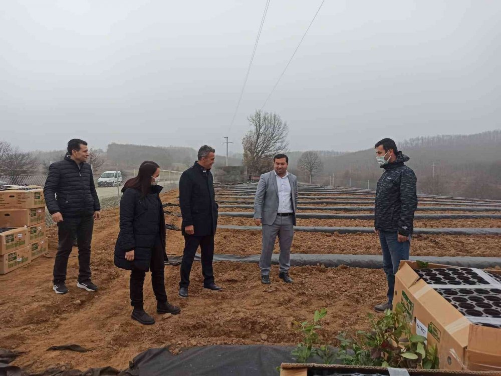 15 bin adet maviyemiş fidanı toprakla buluştu
