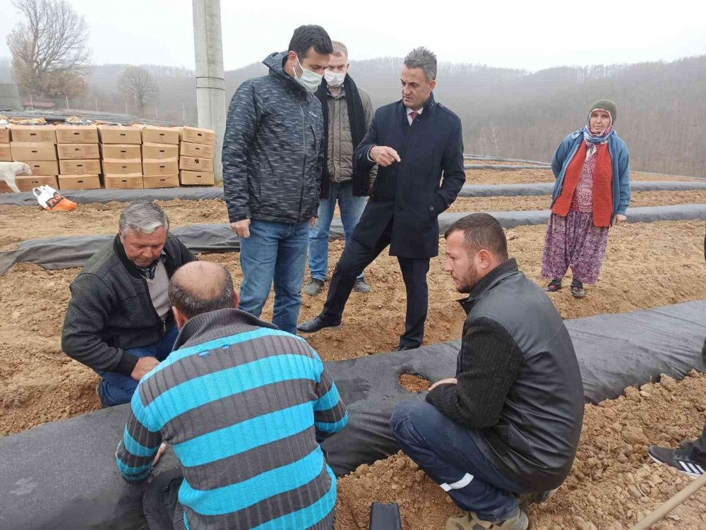 15 bin adet maviyemiş fidanı toprakla buluştu