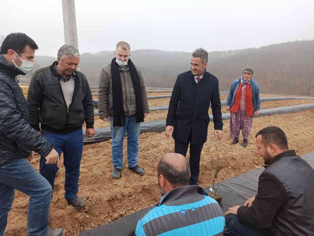 15 bin adet maviyemiş fidanı toprakla buluştu