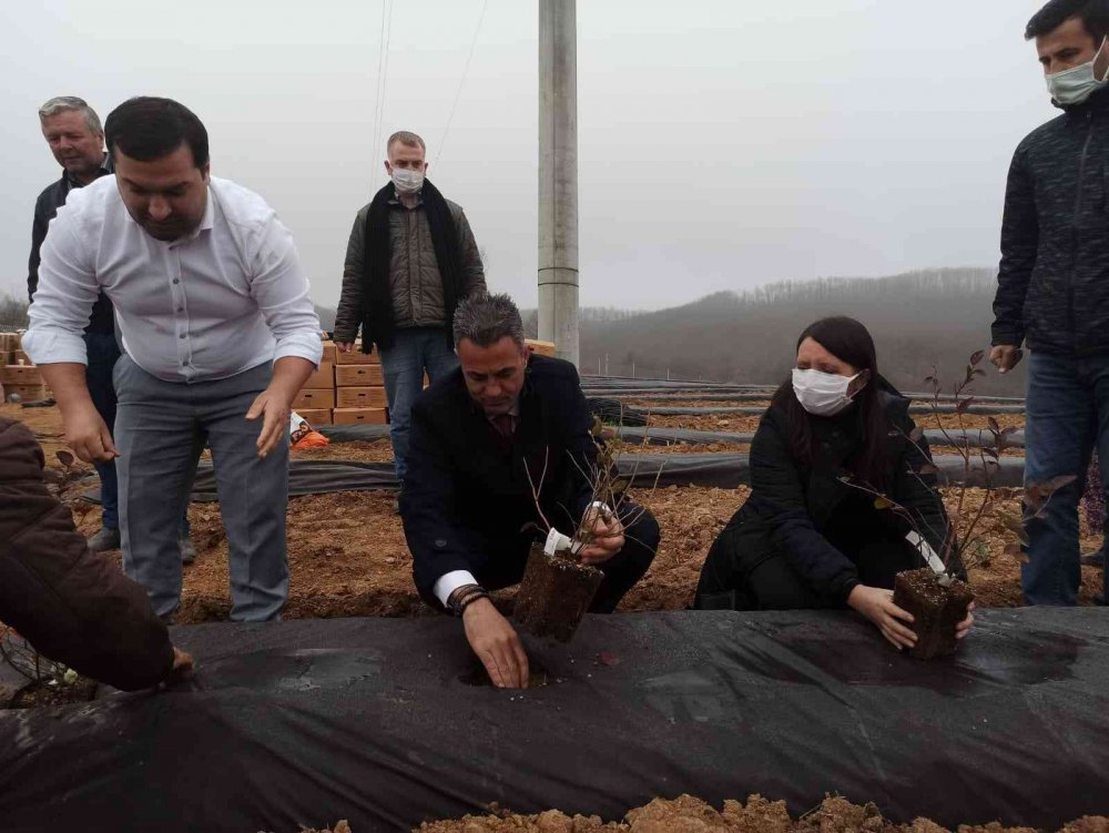 15 bin adet maviyemiş fidanı toprakla buluştu