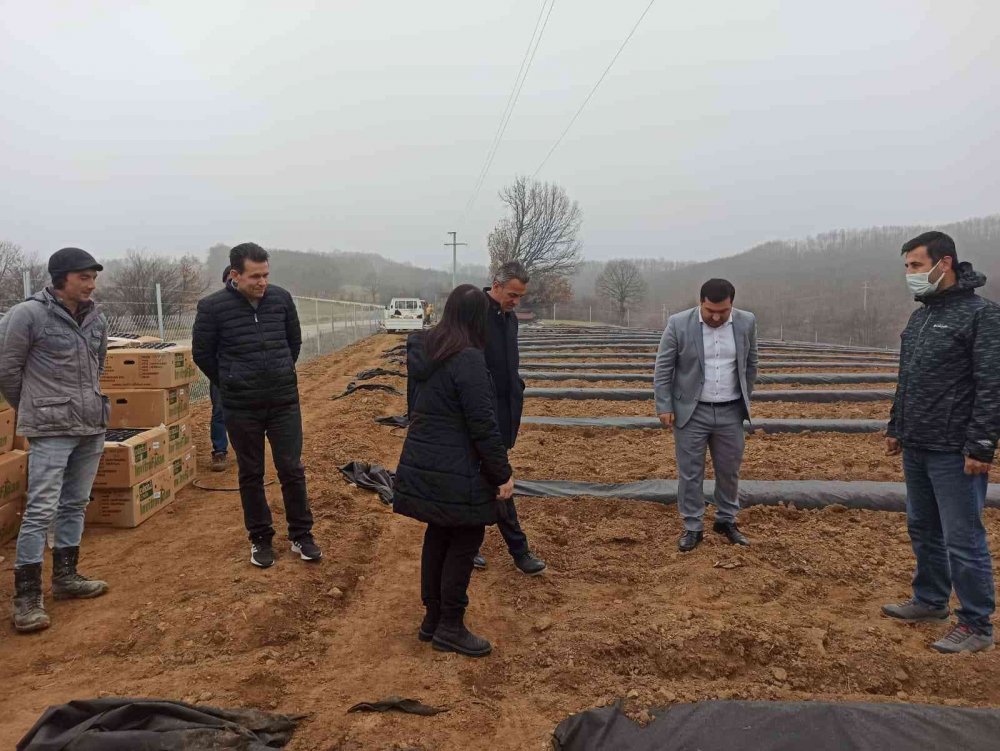 15 bin adet maviyemiş fidanı toprakla buluştu