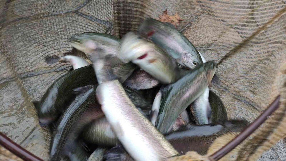 Bu işletmede herkes kendi yiyeceği balığı tutuyor