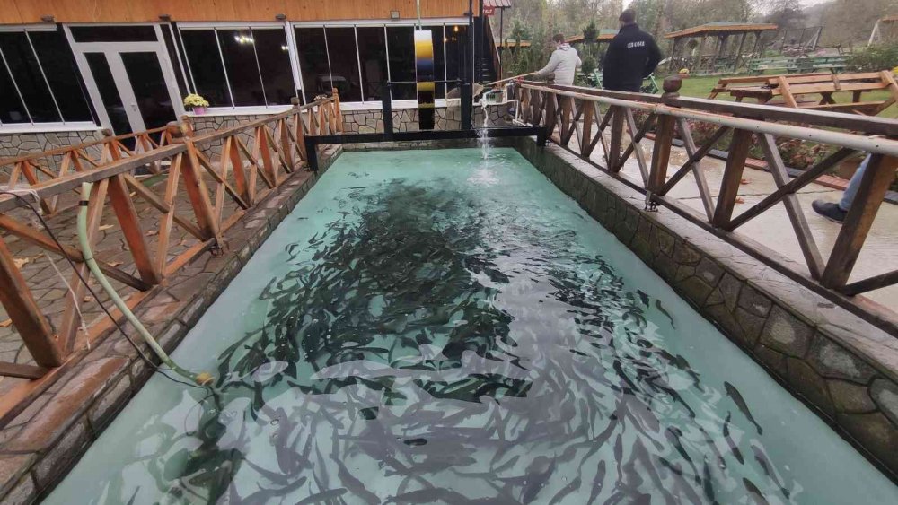 Bu işletmede herkes kendi yiyeceği balığı tutuyor