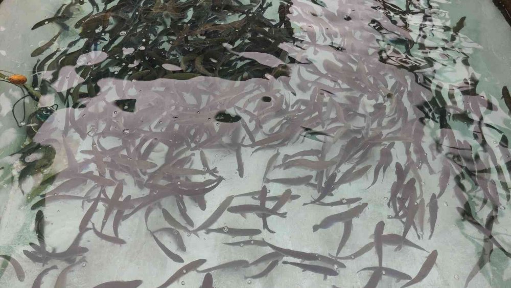 Bu işletmede herkes kendi yiyeceği balığı tutuyor