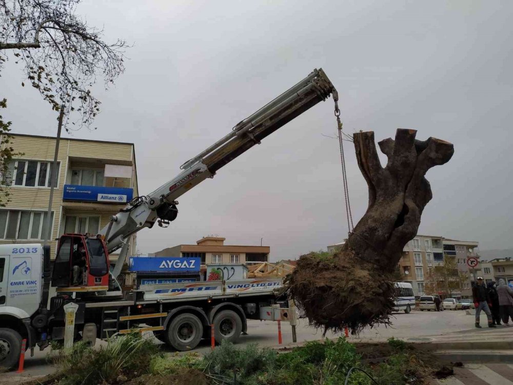 Şiddetli lodos 270 yıllık çınar ağacını devirdi