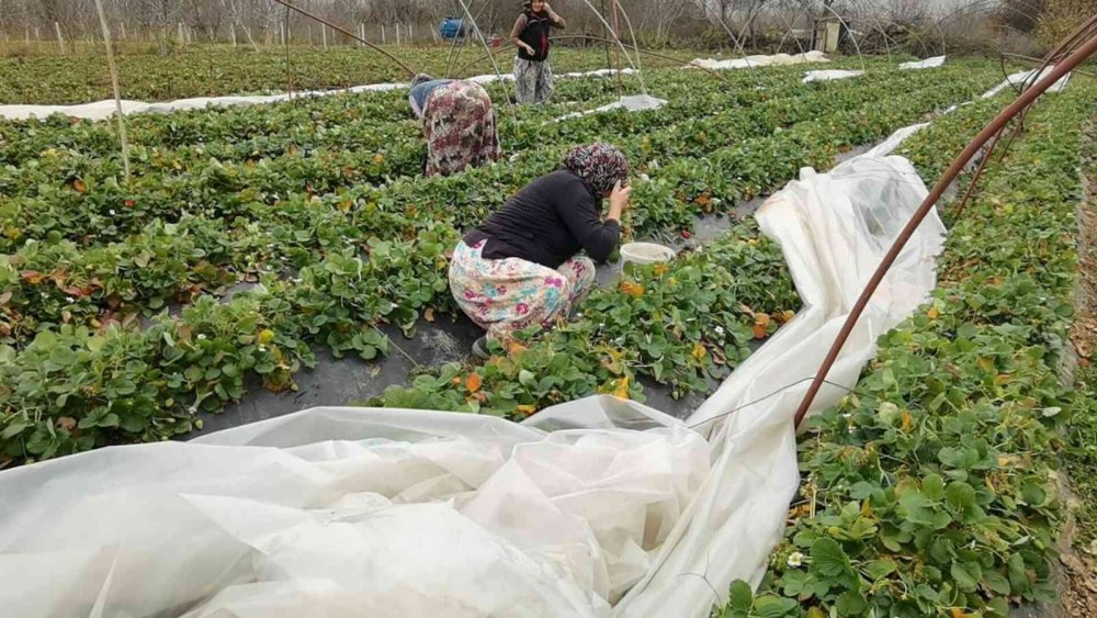 Seralar lodosla parçalandı