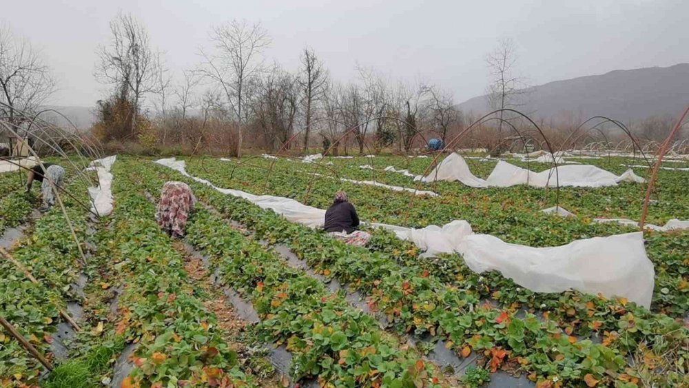 Seralar lodosla parçalandı