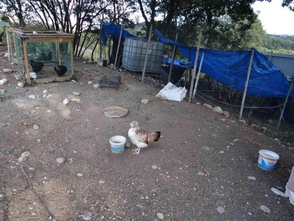 3 yıldır kurduğu çiftlikte yaşıyor