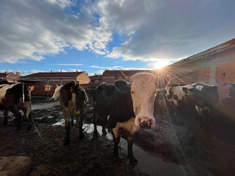 Üreticiler çiğ süte gelen fiyat artışından memnun