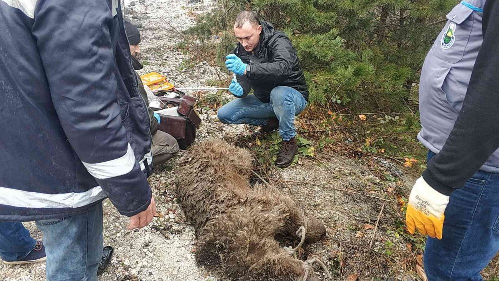 Deredeki ayı kurtarma operasyonundan nefes kesen görüntüler