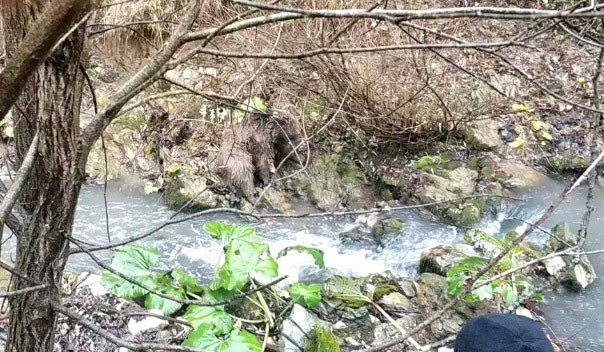 Deredeki ayı kurtarma operasyonundan nefes kesen görüntüler