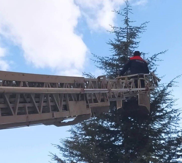 Ağaçta mahsur kalan kediyi itfaiye kurtardı