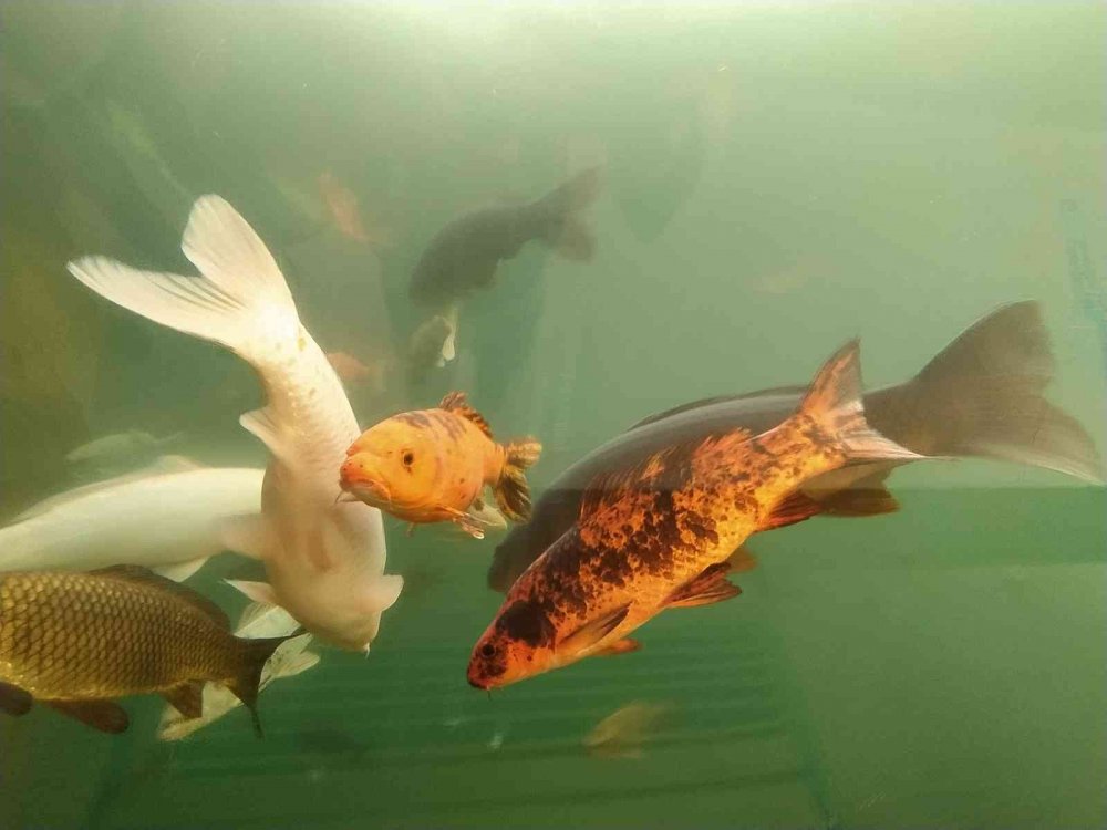 Köpek balıklarıyla dolu bu tünele girenler okyanusların heyecanını yaşıyor