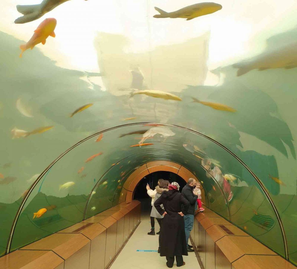 Köpek balıklarıyla dolu bu tünele girenler okyanusların heyecanını yaşıyor