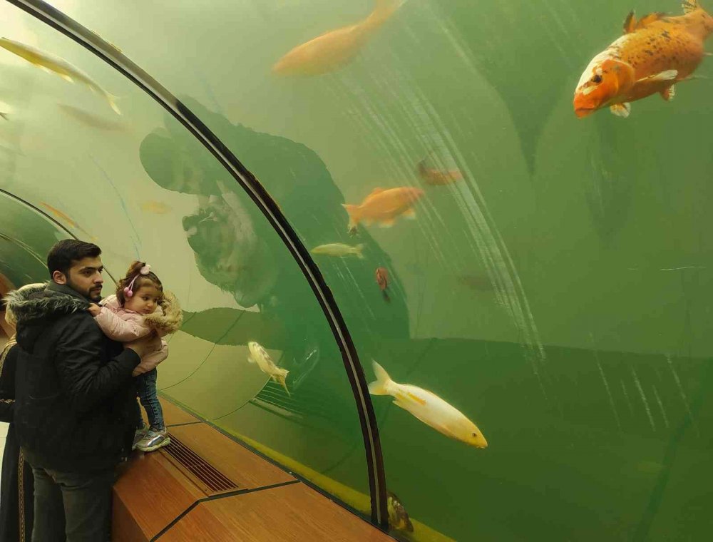 Köpek balıklarıyla dolu bu tünele girenler okyanusların heyecanını yaşıyor