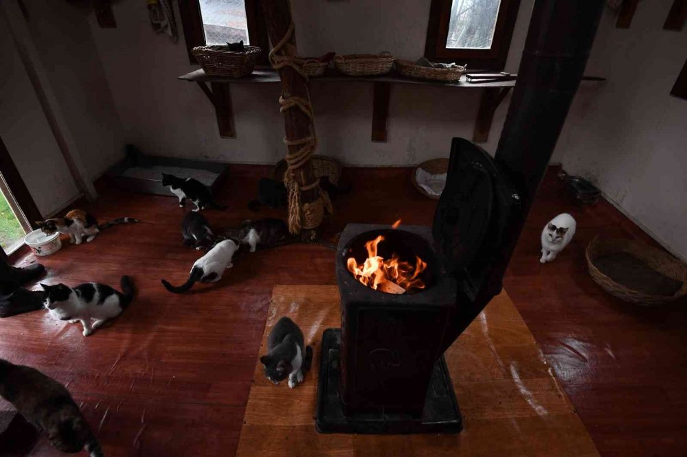 Sobalar engelli kediler için yandı