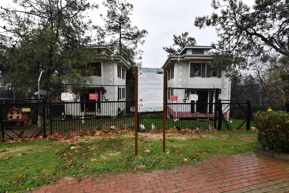 Sobalar engelli kediler için yandı