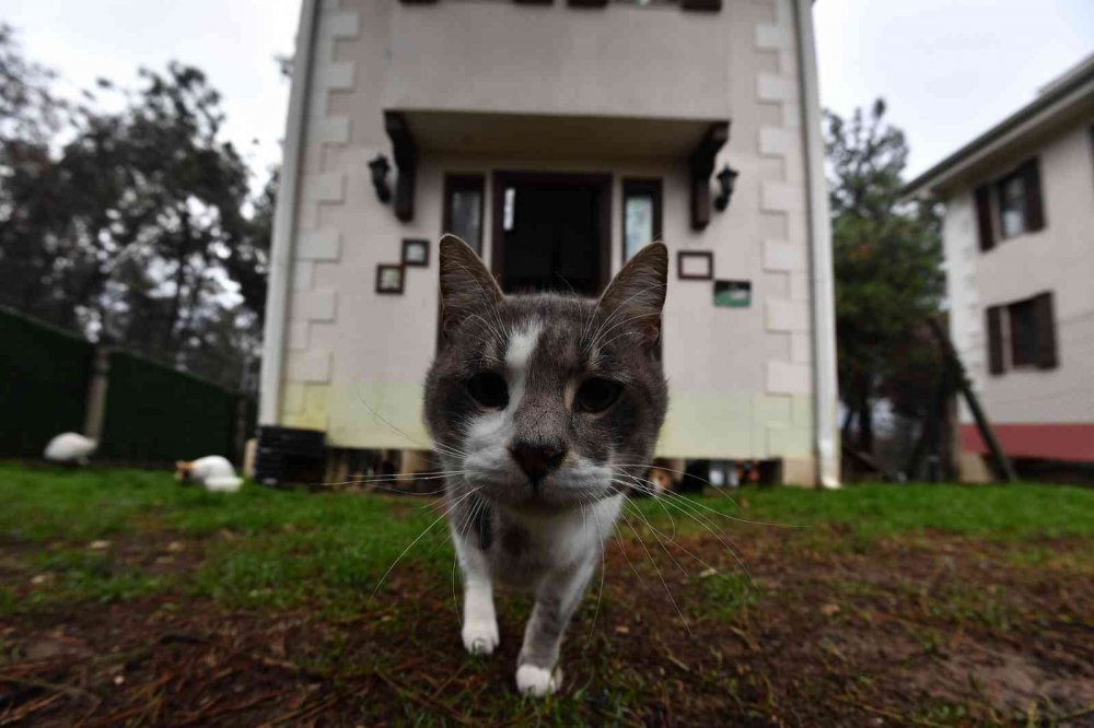 Sobalar engelli kediler için yandı