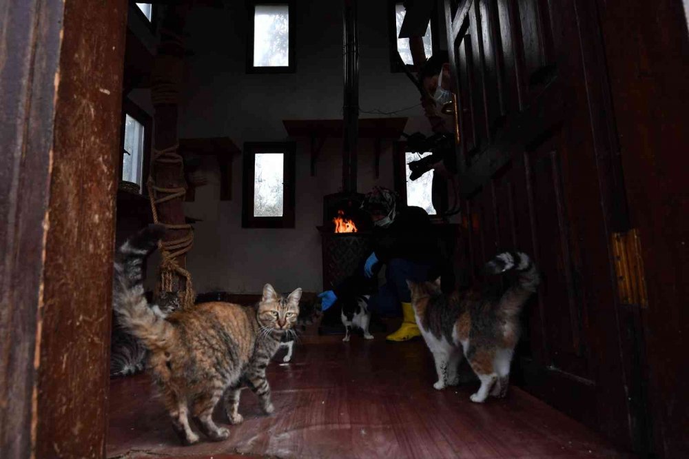 Sobalar engelli kediler için yandı