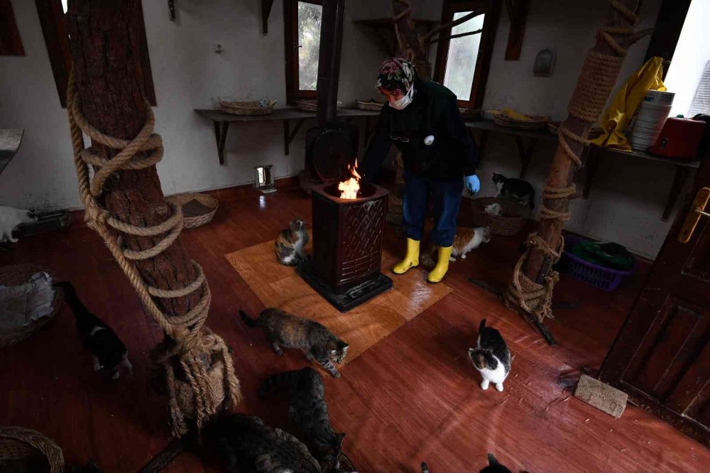 Sobalar engelli kediler için yandı