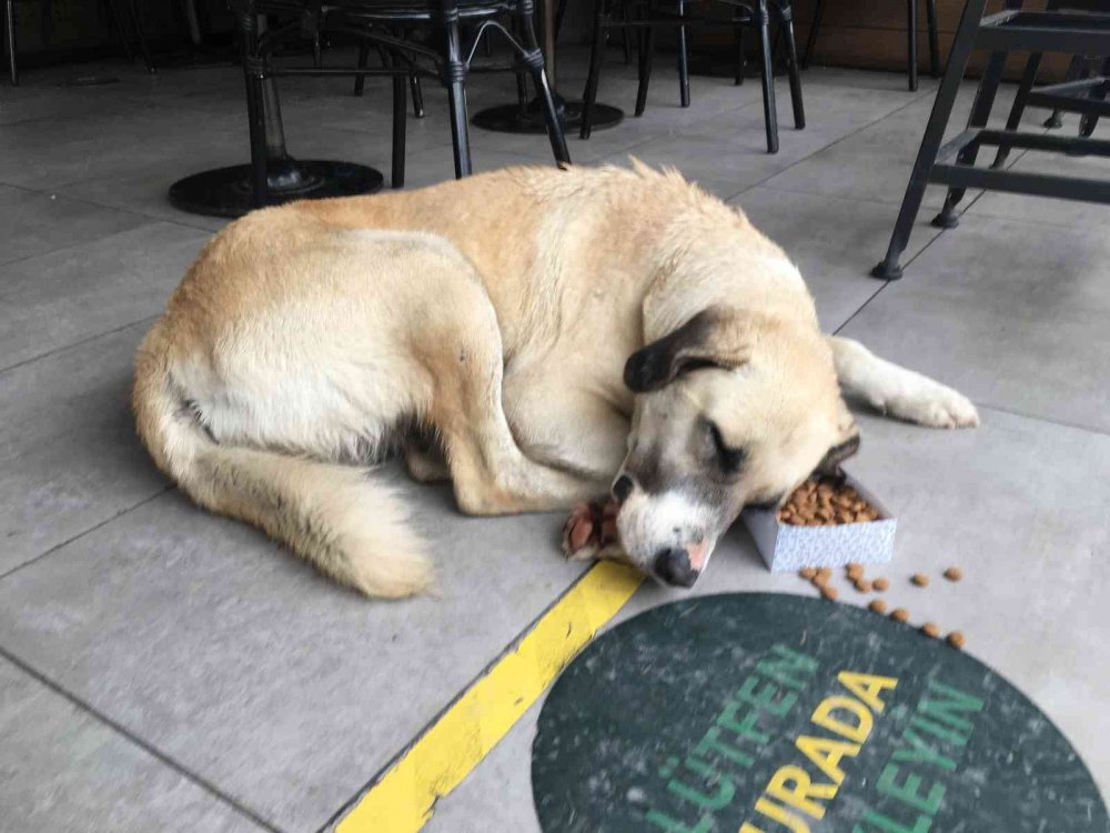 Kafeye sığınan sokak köpekleri iç ısıttı