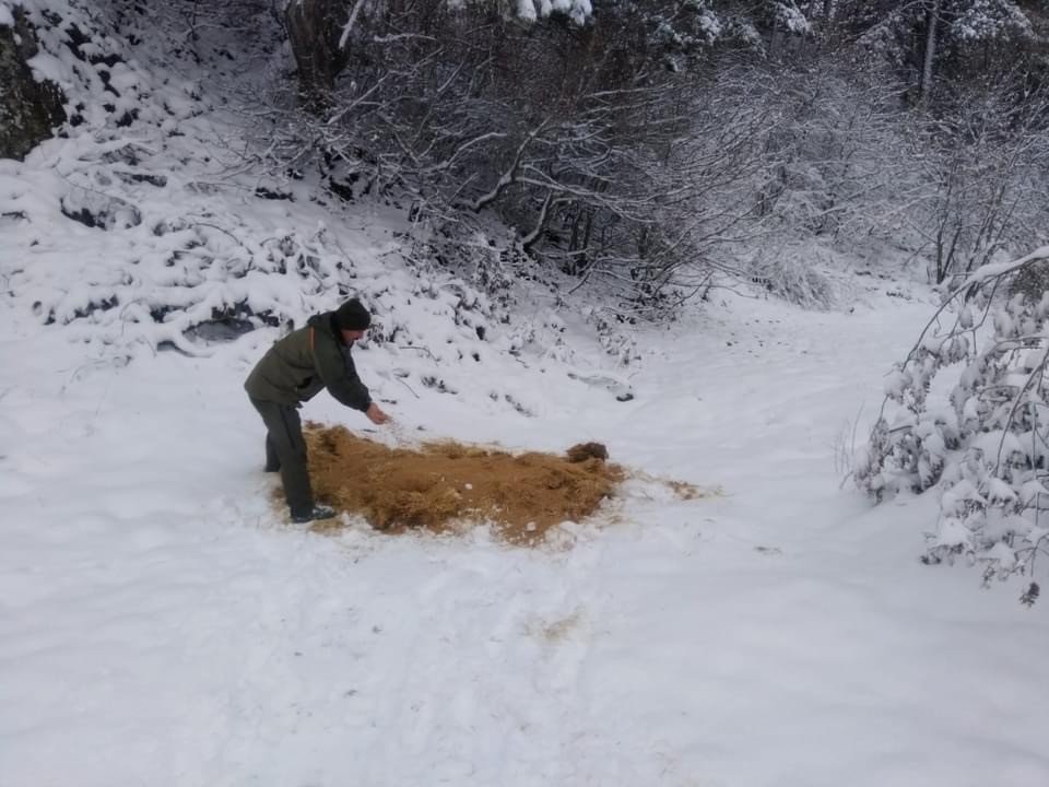 Aç kalan yaban hayvanları için doğaya yem bırakıldı