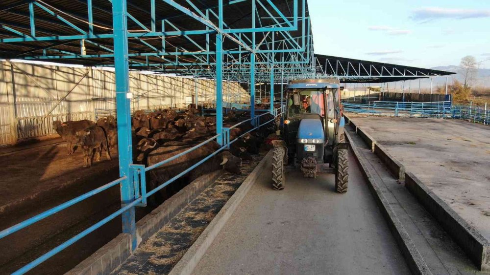 Mozzarella peynirini artık Sakarya üretecek