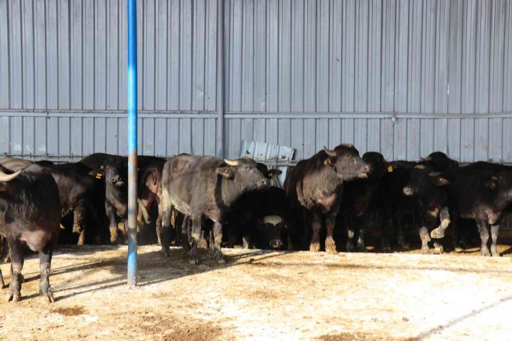 Mozzarella peynirini artık Sakarya üretecek