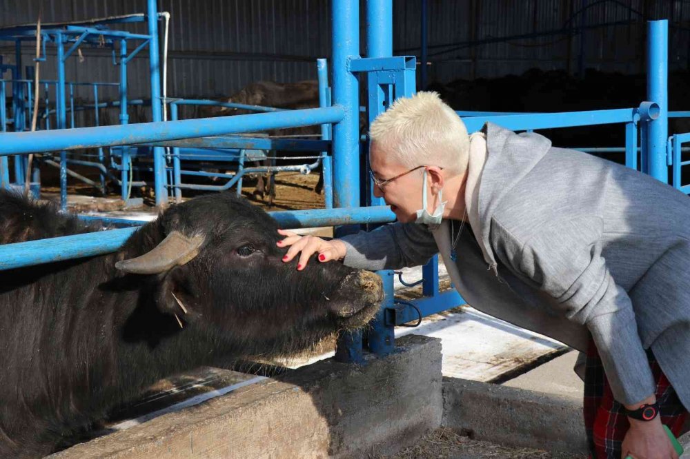 Mozzarella peynirini artık Sakarya üretecek