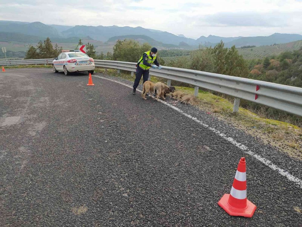 Jandarma ekipleri sokak hayvanları için doğaya yiyecek ve mama bıraktı