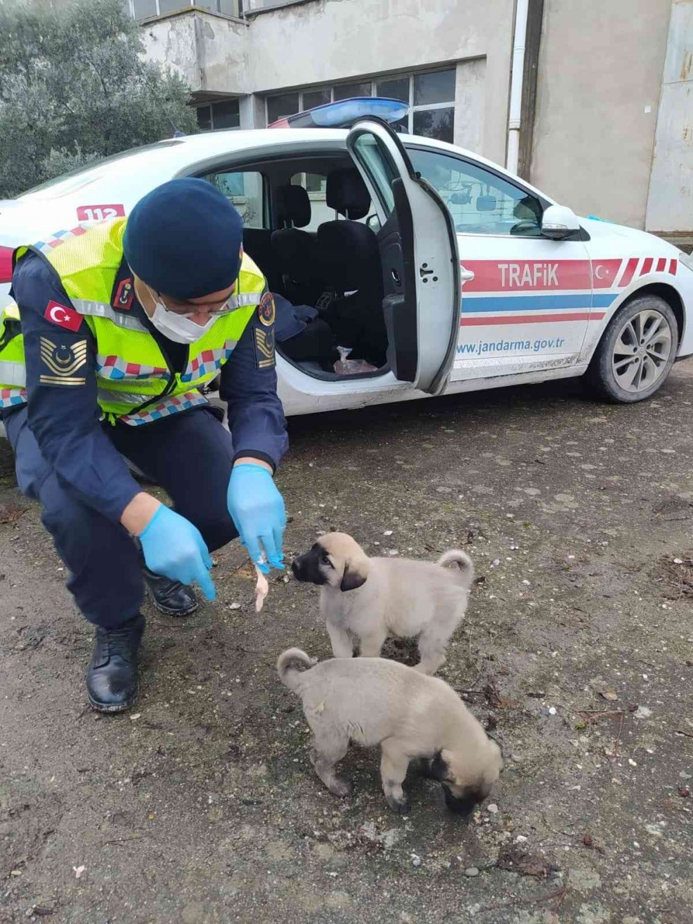 Jandarma ekipleri sokak hayvanları için doğaya yiyecek ve mama bıraktı