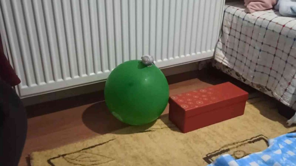 Bu muhabbet kuşu konuşmuyor ama her oyuna katılıyor