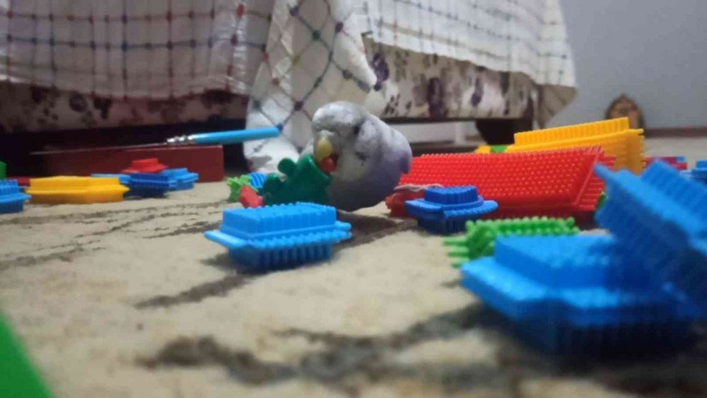 Bu muhabbet kuşu konuşmuyor ama her oyuna katılıyor