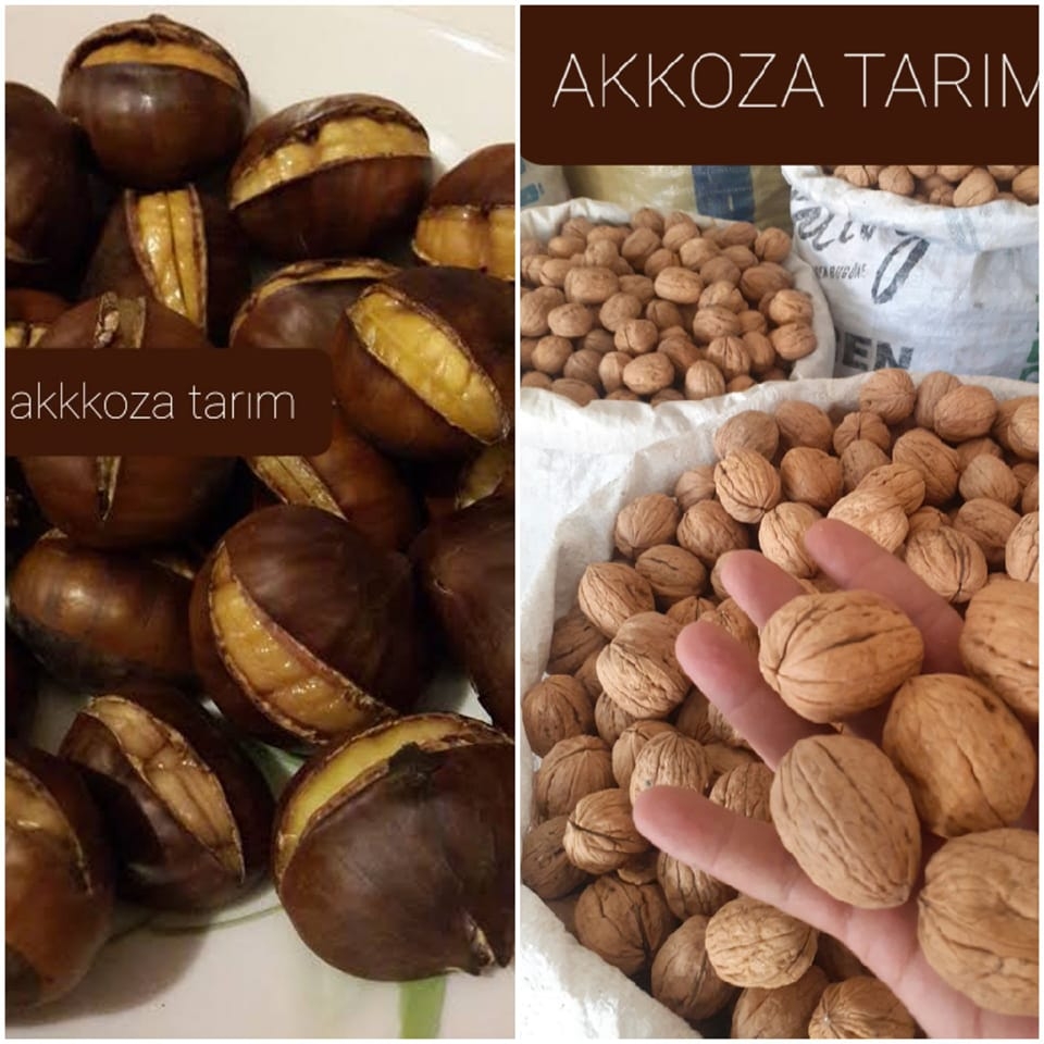 golpazari-buuyukbelen-koyu-ceviz-deposu-2.jpg