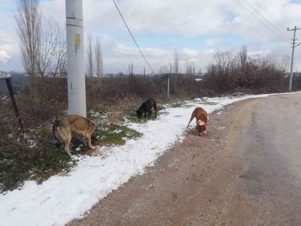 Bilecik’te sokak hayvanları unutulmadı