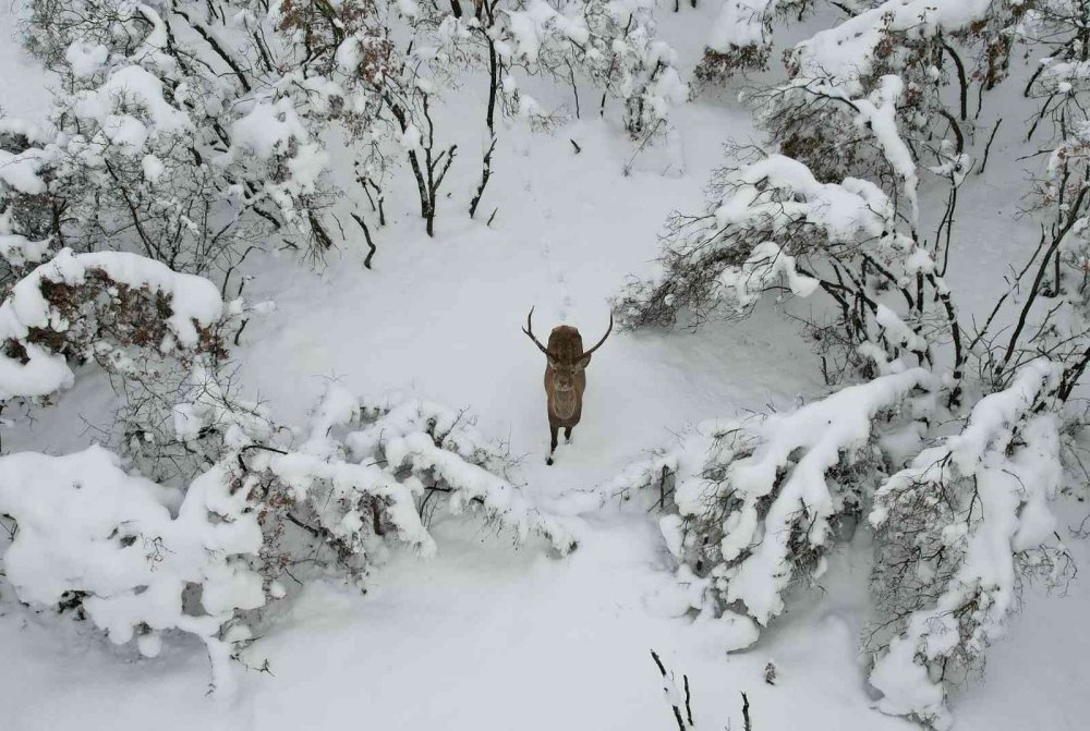 Üniversiteli geyiklerin kar keyfi