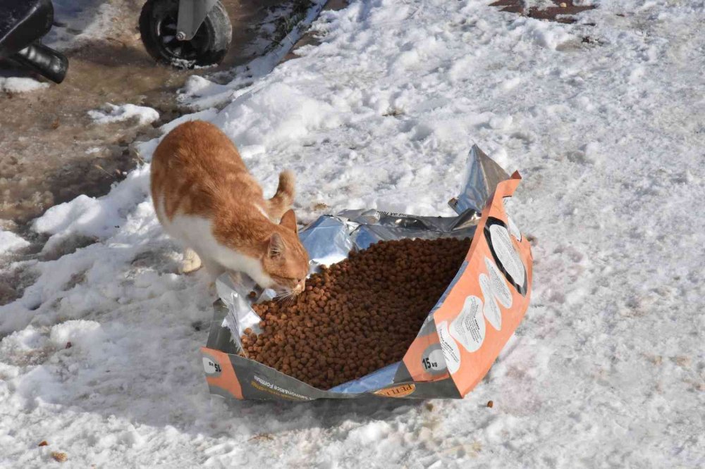 Belediyeden sokak hayvanlarına mama