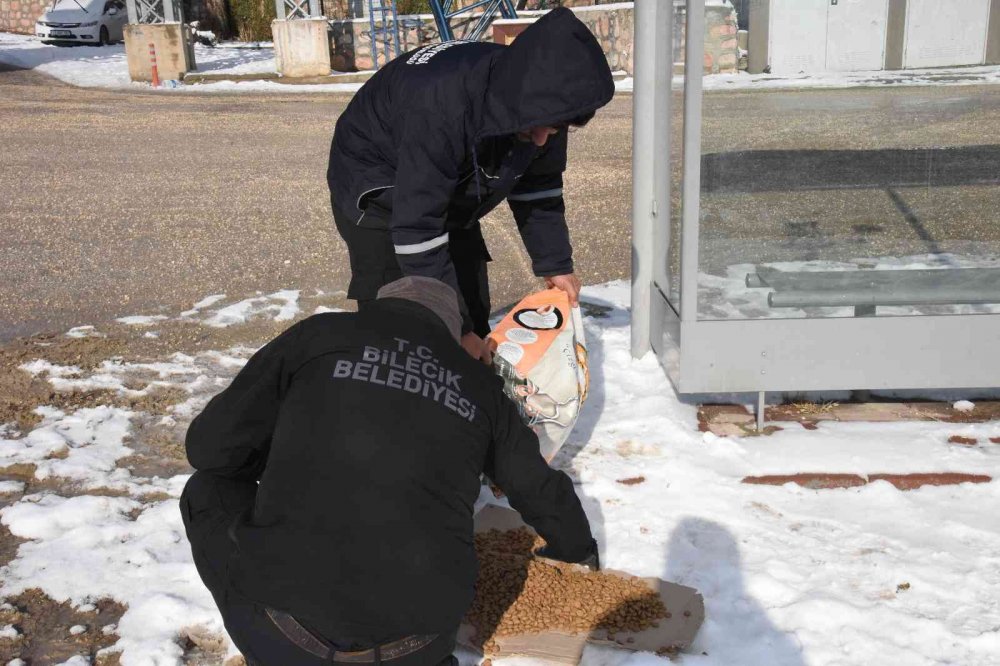 Belediyeden sokak hayvanlarına mama