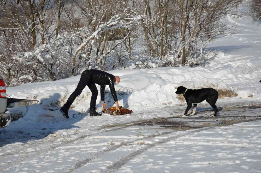 Bozüyük Belediyesi can dostlarını unutmadı