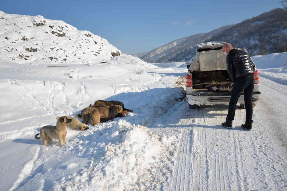 Bozüyük Belediyesi can dostlarını unutmadı