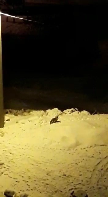 Bursa’da aç kalan tilkiler şehir merkezine indi