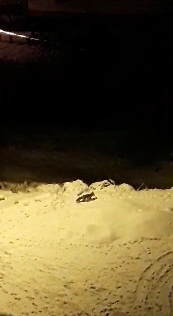 Bursa’da aç kalan tilkiler şehir merkezine indi