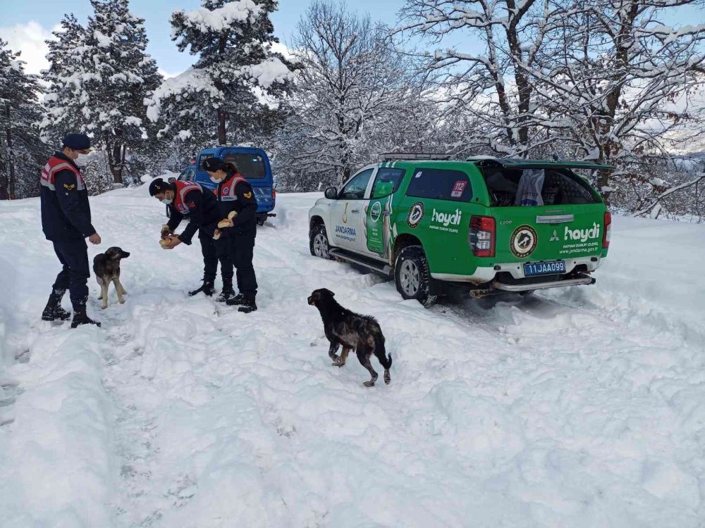 Eksi 10 derecede yaban ve sokak hayvanlarına jandarma şefkati