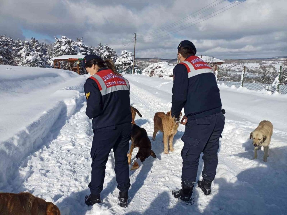 Eksi 10 derecede yaban ve sokak hayvanlarına jandarma şefkati