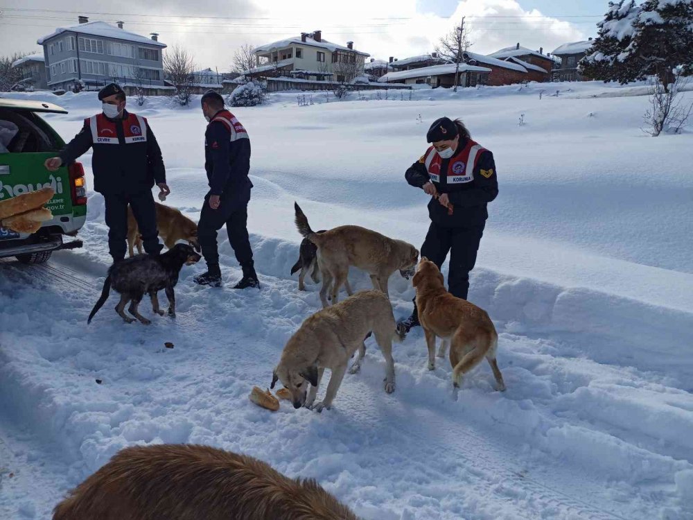 Eksi 10 derecede yaban ve sokak hayvanlarına jandarma şefkati