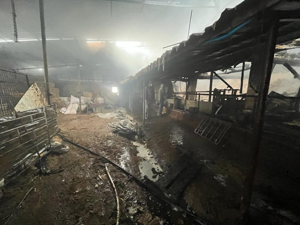 80 hayvanın telef olduğu ağıl gün ışığında görüntülendi