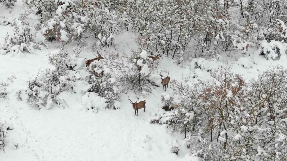 Bursa’nın kızıl geyikleri kan değişimi programlarıyla sağlıklı çoğalıyor